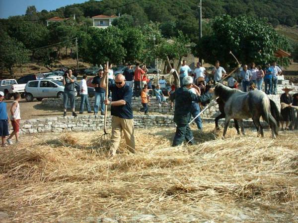 Παραδοσιακό αλώνισμα στα Σκλαβέικα