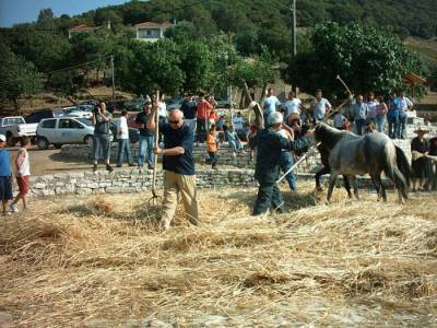 Παραδοσιακό αλώνισμα στα Σκλαβέικα