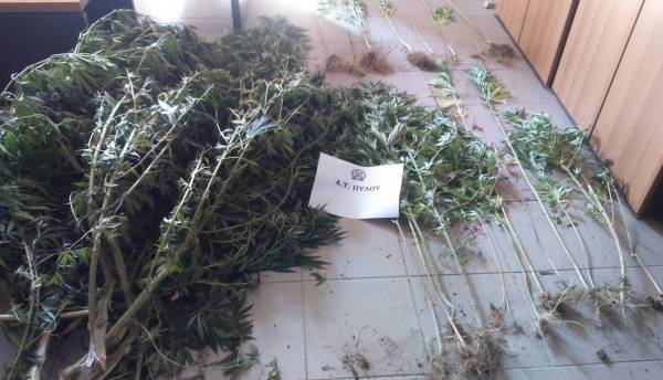 Πατέρας και γιος με 24 χασισόδεντρα στα Μπαλοδημέικα Πύλου