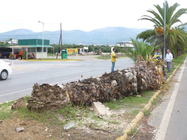 Κάνει θραύση το κόκκινο σκαθάρι: Πεθαίνουν οι φοίνικες σε Καλαμάτα - Μεσσήνη