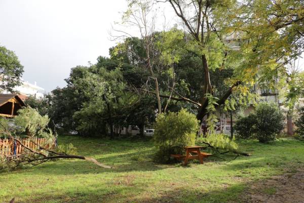Πτώσεις δέντρων στο Δημοτικό Πάρκο Σιδηροδρόμων Καλαμάτας