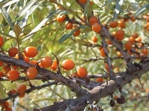 Ίδρυση Συνεταιρισμού Φαρμακευτικών και Αρωματικών Φυτών στο Δήμο Μεσσήνης