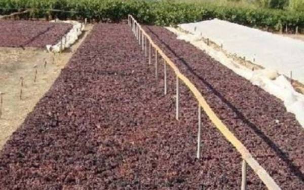 Οι παραγωγοί της Μεσσηνίας εγκαταλείπουν τη σταφίδα, μετά την οικονομική ζημιά των τελευταίων ετών