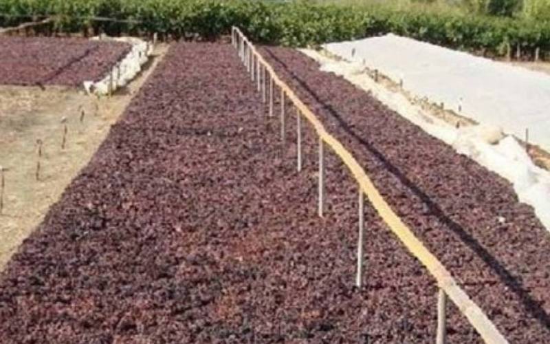 Οι παραγωγοί της Μεσσηνίας εγκαταλείπουν τη σταφίδα, μετά την οικονομική ζημιά των τελευταίων ετών