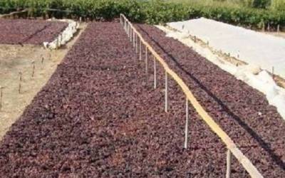 Οι παραγωγοί της Μεσσηνίας εγκαταλείπουν τη σταφίδα, μετά την οικονομική ζημιά των τελευταίων ετών