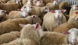 Μεσσηνία: Εμβολιασμός κατά του μελιταίου από ιδιώτες κτηνίατρους