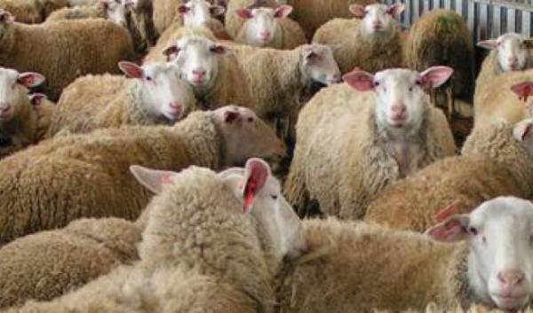 Μεσσηνία: Εμβολιασμός κατά του μελιταίου από ιδιώτες κτηνίατρους