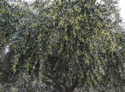 Ερώτηση Δαβάκη για τη δακοκτονία