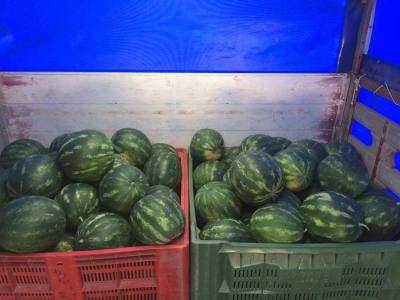 Μαζεύτηκαν τα πρώτα καρπούζια της Τριφυλίας