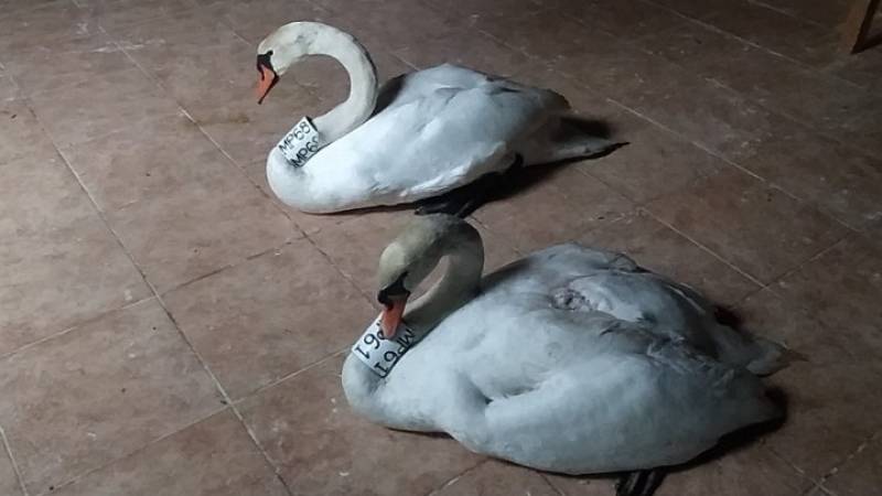 Καστοριά: Μαθήματα αγάπης από ζευγάρι κύκνων - Όταν το θηλυκό δέχτηκε επίθεση το αρσενικό προσπάθησε να το προστατέψει