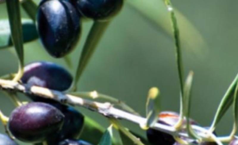 Το Δημοτικό Συμβούλιο Καλαμάτας ζητεί τη διασφάλιση συμφερόντων Μεσσηνίων παραγωγών ελιάς