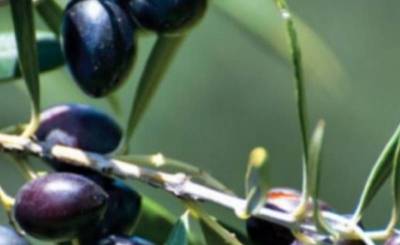 Το Δημοτικό Συμβούλιο Καλαμάτας ζητεί τη διασφάλιση συμφερόντων Μεσσηνίων παραγωγών ελιάς