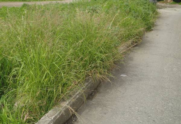 Καθαρισμός χορταριών σε δρόμους της Μεσσηνίας