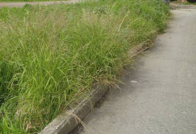 Καθαρισμός χορταριών σε δρόμους της Μεσσηνίας