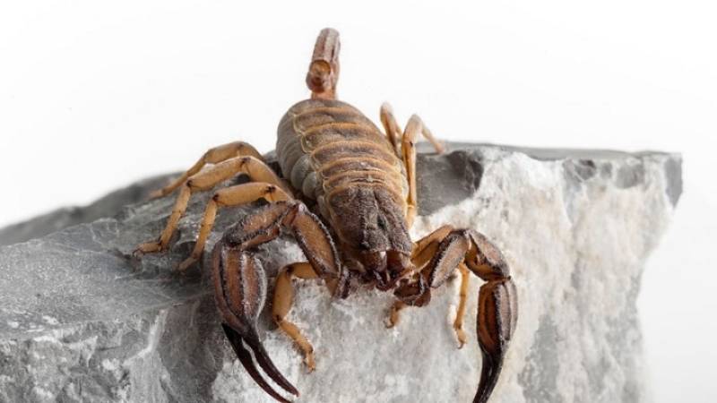 Δύο νέα είδη σκορπιών ανακαλύφθηκαν στην Ελλάδα