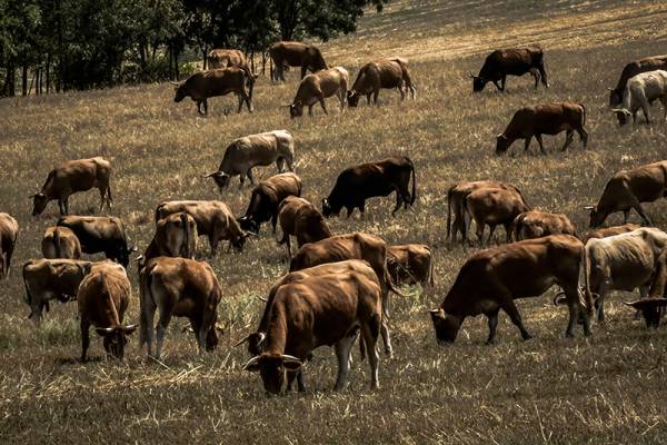 Συνεργείο στην Τριφυλία μαζεύει τα ανεπιτήρητα παραγωγικά ζώα