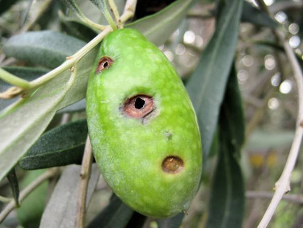 Δειγματοληψία για δάκο