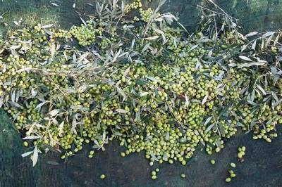 "Αποζημιώσεις των ελαιοπαραγωγών" ζητάει ο Αγροτοκτηνοτροφικός Σύλλογος Μεσσήνης