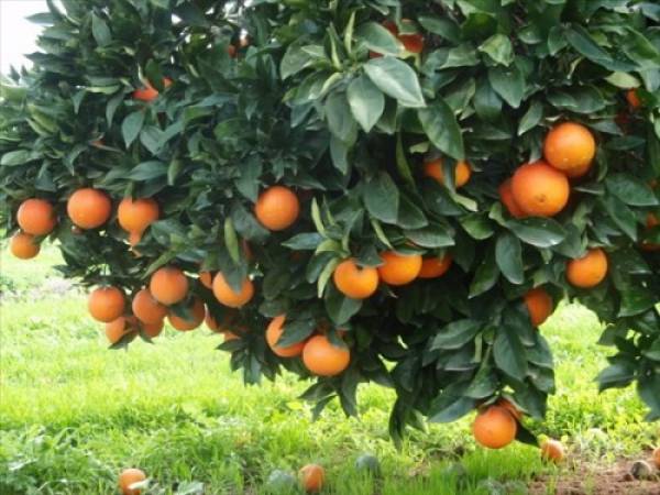 Στήριξη από το υπουργείο Αγροτικής Ανάπτυξης ζητούν οι εσπεριδοκαλλιεργητές του Ευρώτα