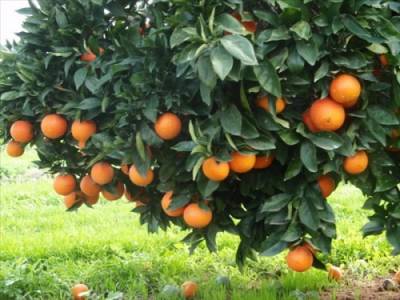 Στήριξη από το υπουργείο Αγροτικής Ανάπτυξης ζητούν οι εσπεριδοκαλλιεργητές του Ευρώτα
