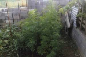 Σύλληψη για χασίς στη Μεγαλόπολη