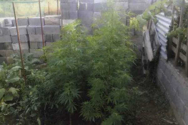 Σύλληψη για χασίς στη Μεγαλόπολη