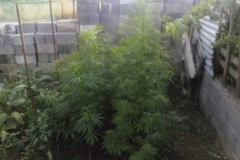 Σύλληψη για χασίς στη Μεγαλόπολη