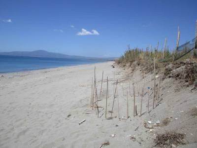Φωλιές καρέτα - καρέτα στη Δυτική Παραλία Καλαμάτας