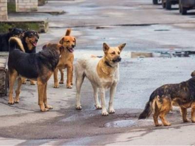 Δεν μπορούν να μαζέψουν ούτε τα σκυλιά από τους δρόμους!