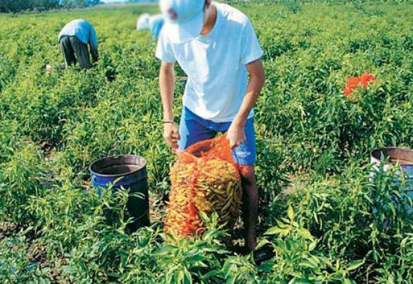 Συγκρότηση Επιτροπής Αγροτικού Εξηλεκτρισμού στη Μεσσηνία