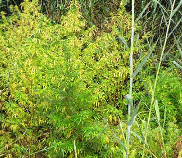 "Ορφανή" χασισοφυτεία με 35 δενδρύλλια σε χωριό της Μεσσήνης