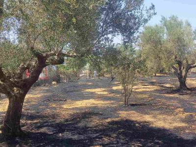 Μεσσηνία: Κάηκαν 40 στρέμματα στον Νερόμυλο (βίντεο-φωτογραφίες)