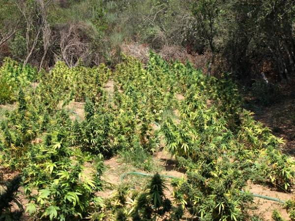 Χασισοφυτείες με 534 δενδρύλλια στα Βρέσθενα Σπάρτης