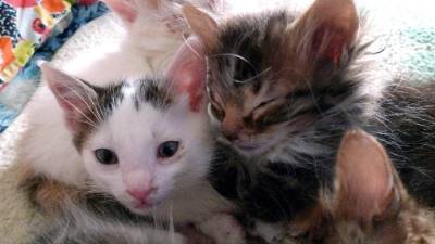 Πρόστιμο 120.000 ευρώ σε 76χρονο που εγκατέλειψε 4 γατάκια