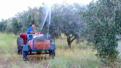 Ολοκληρώθηκαν οι ψεκασμοί δακοκτονίας στην Τριφυλία