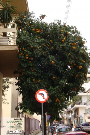 Νεραντζιές και πόλη