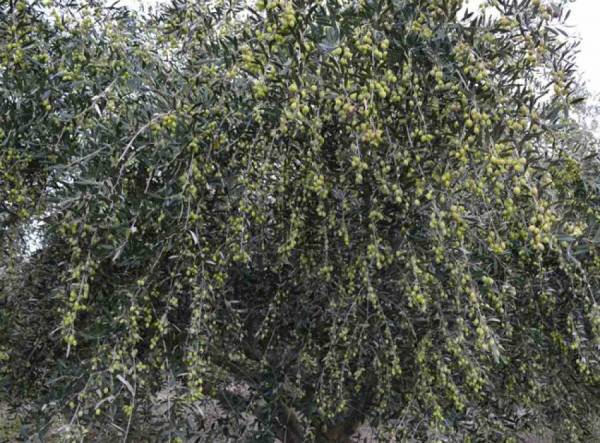 “Ενημέρωση για τη δακοκτονία 5 μέρες νωρίτερα” ζητούν στο Δήμο Πύλου - Νέστορος