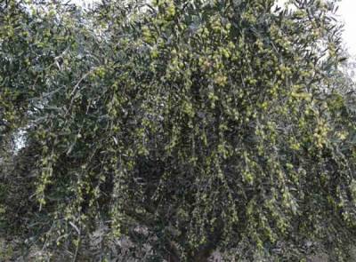 “Ενημέρωση για τη δακοκτονία 5 μέρες νωρίτερα” ζητούν στο Δήμο Πύλου - Νέστορος