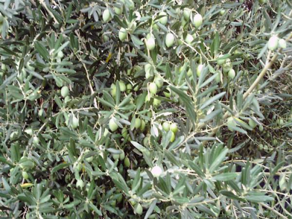 Τελευταίος ψεκασμός για δάκο στην Τριφυλία