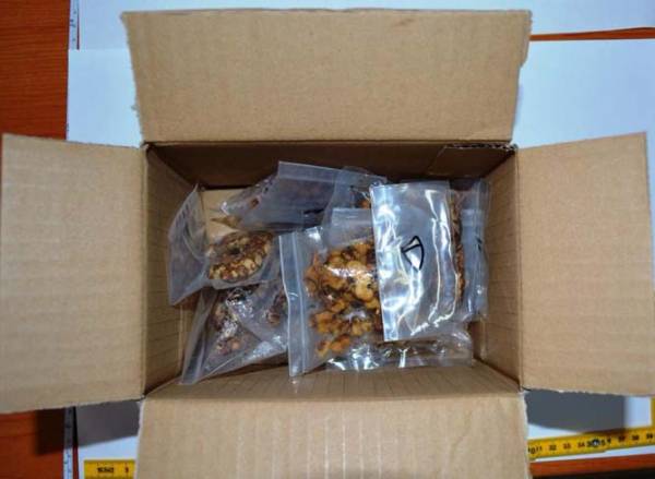 Μεσσηνία: Διακινούσαν παραισθησιογόνα μανιτάρια από την Ολλανδία