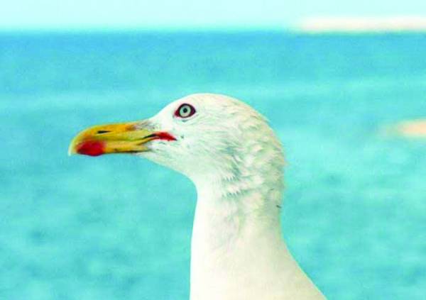 Δηλητηριασμένος γλάρος βρέθηκε στην Μπούκα