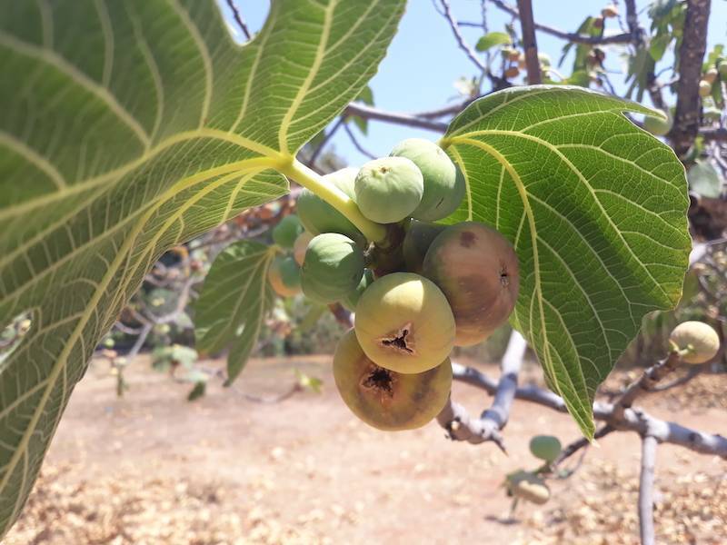 Δύσκολος χειμώνας για τους αγρότες λόγω των συνεπειών καύσωνα και ξηρασίας