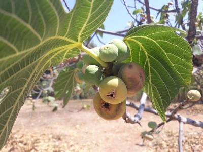 Δύσκολος χειμώνας για τους αγρότες λόγω των συνεπειών καύσωνα και ξηρασίας