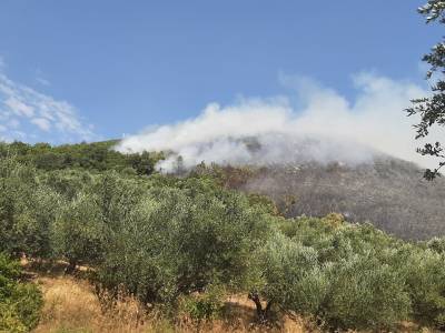 Με τσακισμένη τη Δασική Υπηρεσία δεν προστατεύεις τα δάση