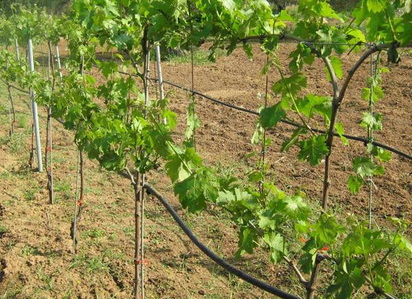 Αιτήσεις για άδεια φύτευσης αμπελιού στην Τριφυλία