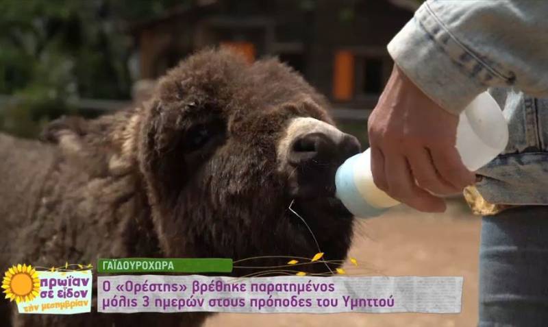 «Γαϊδουροχώρα»: Ενα μέρος όπου τα γαϊδουράκια έχουν μια δεύτερη ευκαιρία ζωής