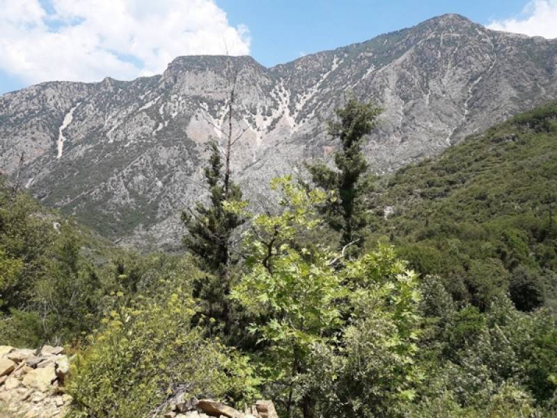 Απόφαση για υλοτόμηση στον Ταΰγετο