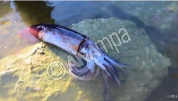 Καλαμάρι γίγας στην παραλία της Καραθώνας Ναυπλίου (φωτογραφίες)