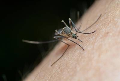 ΕΟΔΥ: Δύο θάνατοι από τον ιό του Δυτικού Νείλου (Βίντεο)