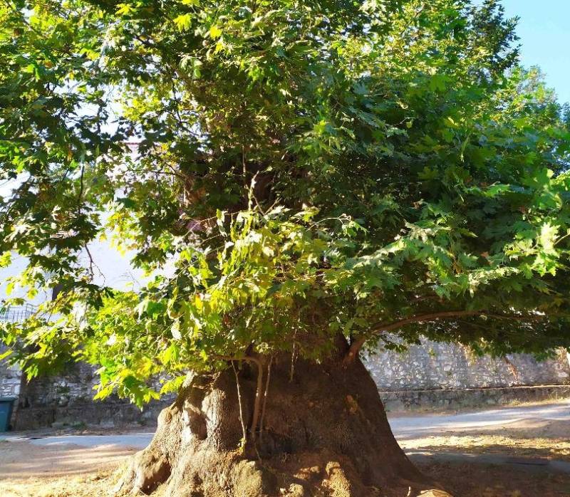 Αγ. Ιωάννης Αρκαδίας: Ένταξη μνημειακού πλατάνου στο Δίκτυο Αιωνόβιων Δέντρων Ελληνικής Επανάστασης